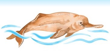 Gangetic dolphin information illustration