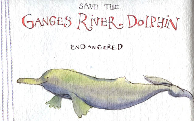 Endangered dolphin information illustration