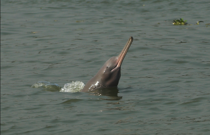 Ganges river dolphin photograph 1