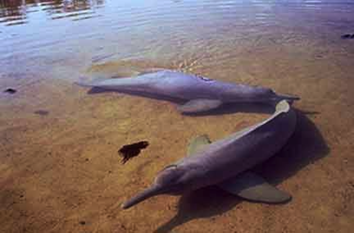 Ganges river dolphin photograph 2