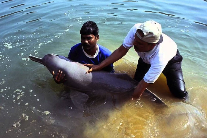 Ganges river dolphin photograph 5