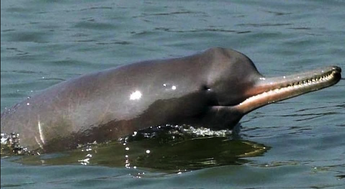 Ganges river dolphin photograph 6