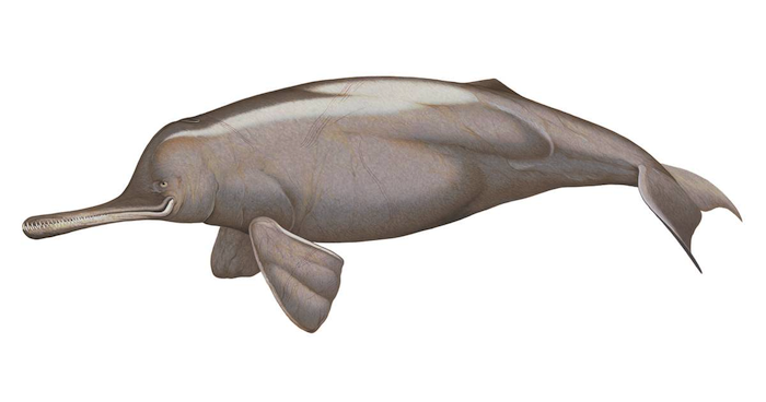 Ganges river dolphin photograph 7