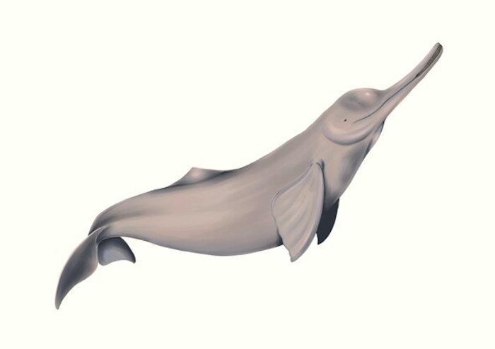 Ganges river dolphin photograph 9