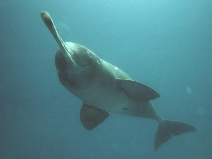 Ganges river dolphin photograph 3