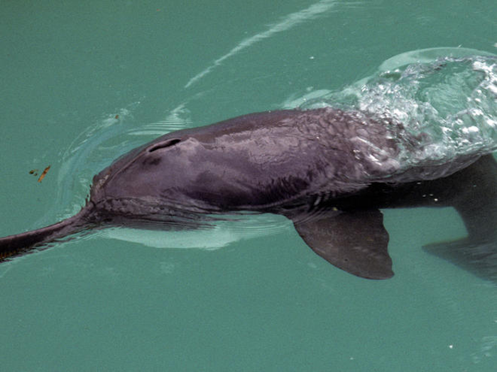Ganges river dolphin photograph 4